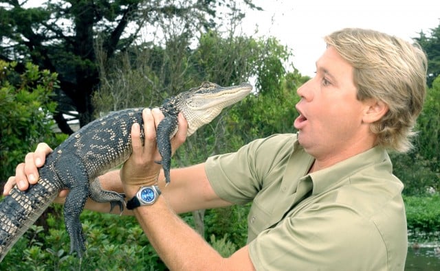 Steve Irwin holds a reptile.
