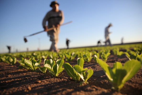 A farmer on a farm.