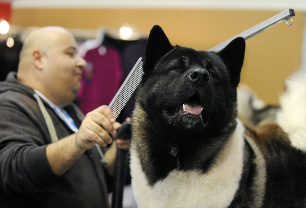 A dog hair specialist prepares an American Akita breed dog's hair at the Budapest Fair Center on February 17, 2012 during the first international dog exhibition and racing of this year organized by the Hungarian Kennel Club.