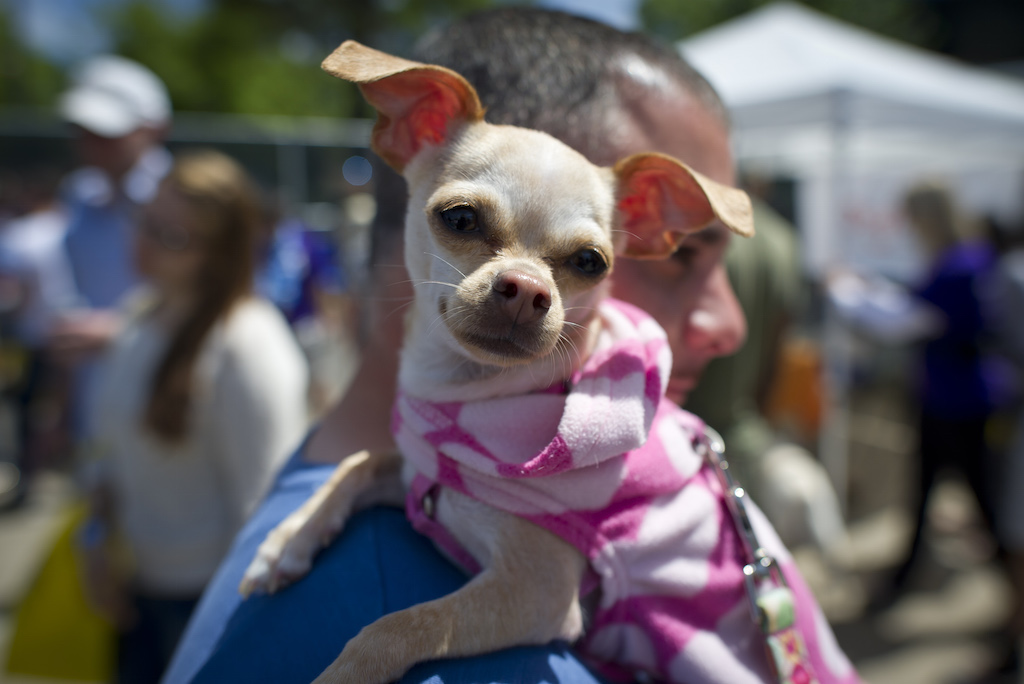A Chihuahua dog owner presents his dressed up pet during the 'Run of the Chihuahuas' annual race in Washington on May 4, 2013. The annual Chihuahua race marks the Mexican holiday Cinco de Mayo celebrated on May 5. (Photo by Mladen Antonov/AFP/Getty Images)
