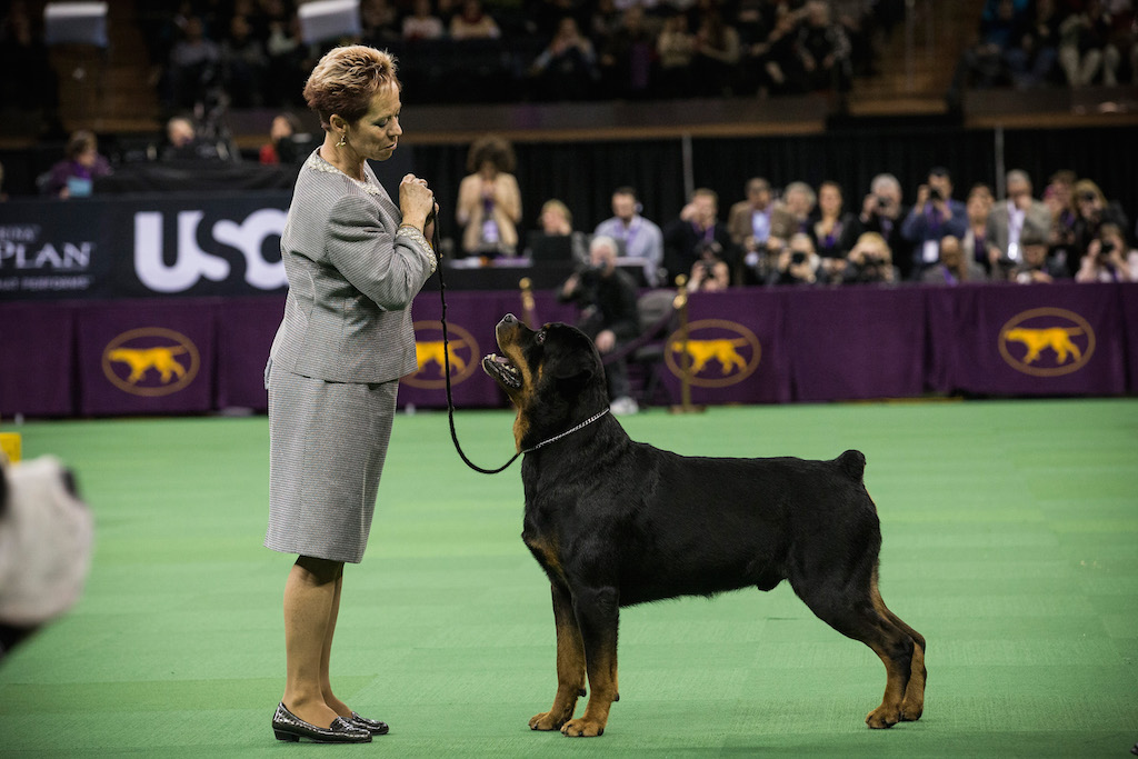 A Rottweiler competes in the Westminster Dog Show on February 11, 2014 in New York City. The annual dog show has been showcasing the best dogs from around world for the last two days in New York. 
