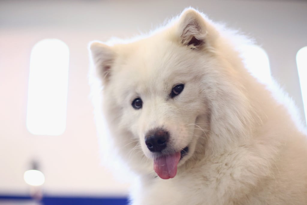A Samoyed is seen during Dog Lovers Show at Royal Hall of Industries, Moore Park on November 7, 2014 in Sydney, Australia.
