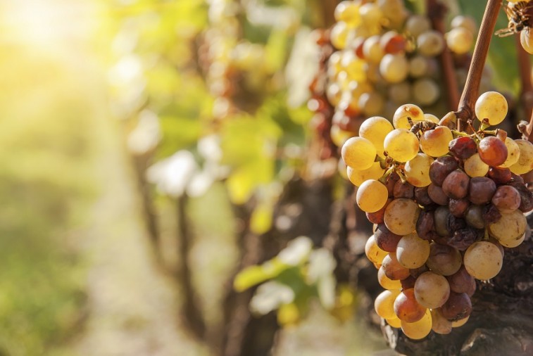 wine grapes