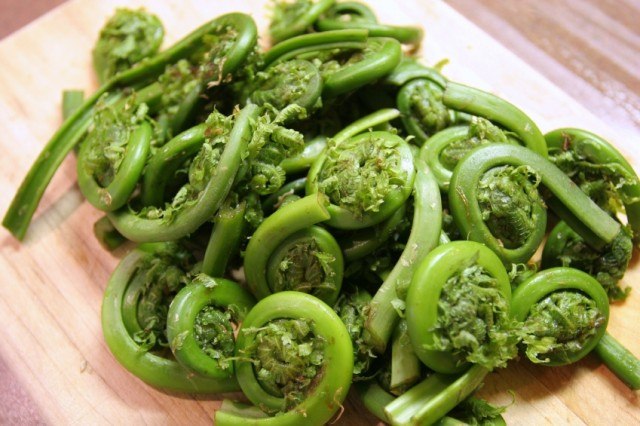 fiddlehead ferns