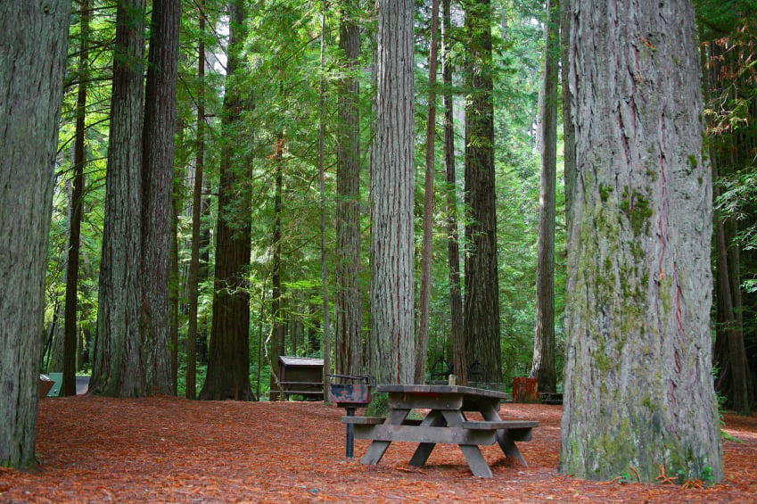 Redwood Forest, campsite