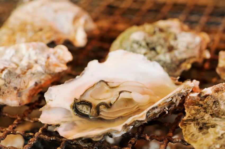 Oysters