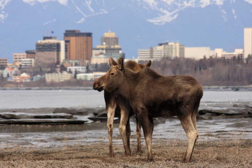 moose in Anchorage