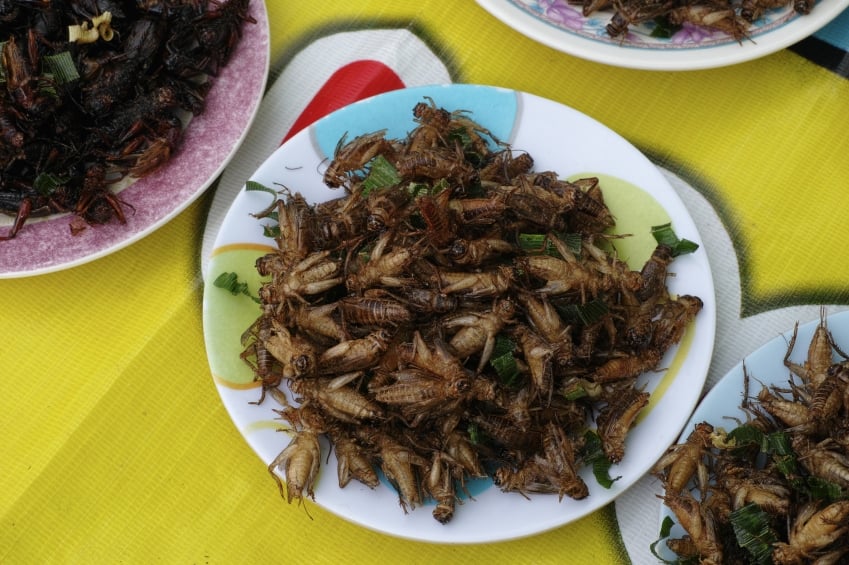 Insects: Food of the Future