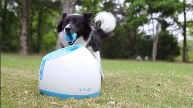 sphero for dogs