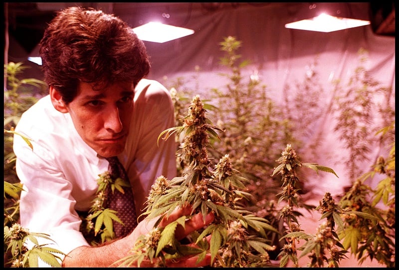 A marijuana grower inspects a plant