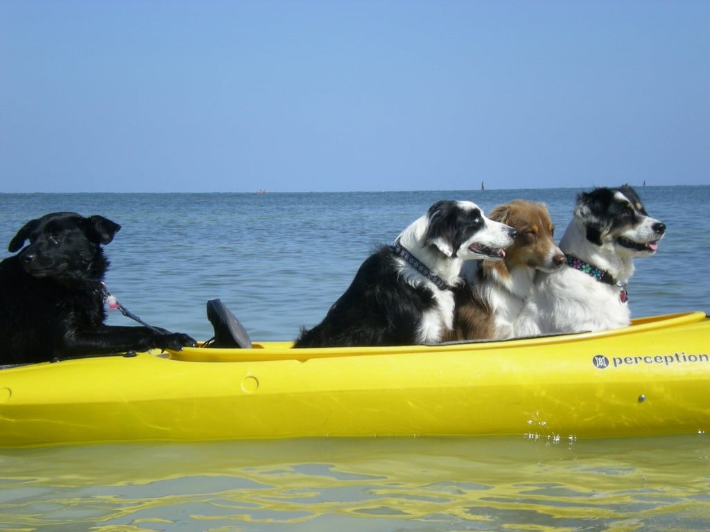 Lazy Dog Kayak, Florida