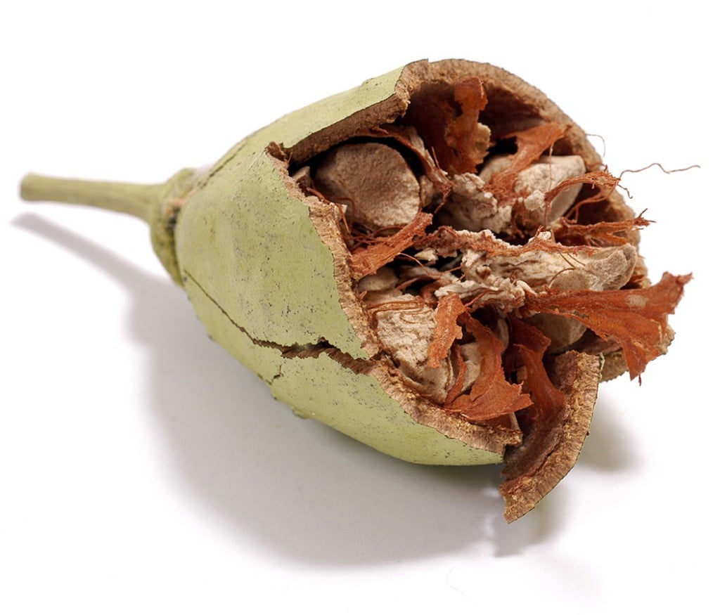 baobab-fruit