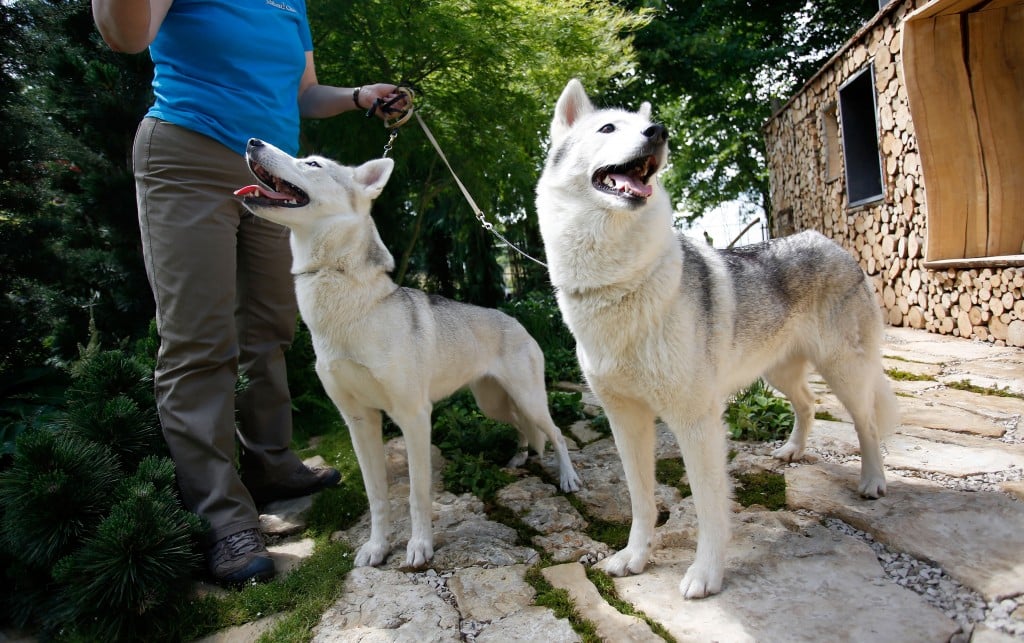 Two Siberian huskies being walked