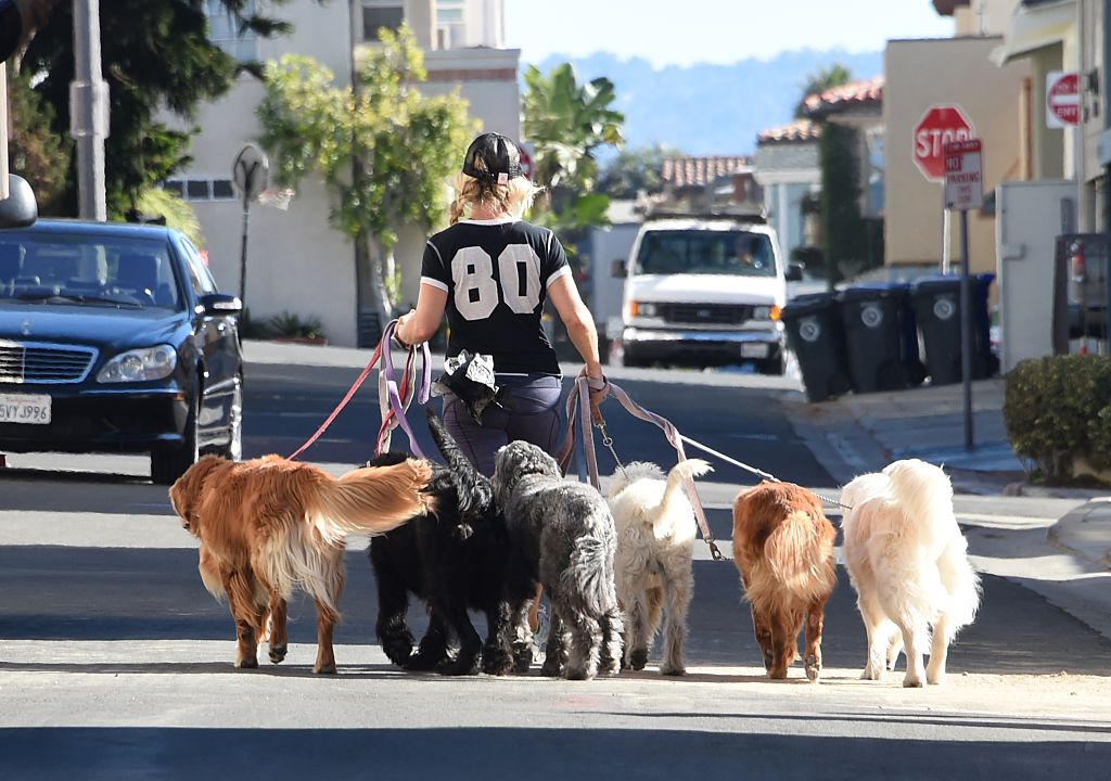 walking dogs