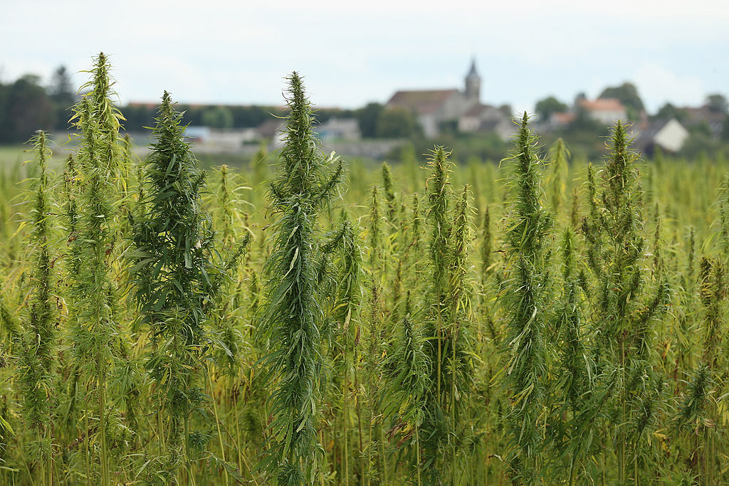 marijuana plants growing in field