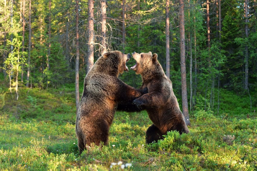 bears in woods