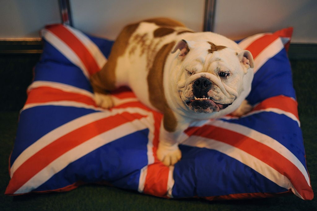 bulldog