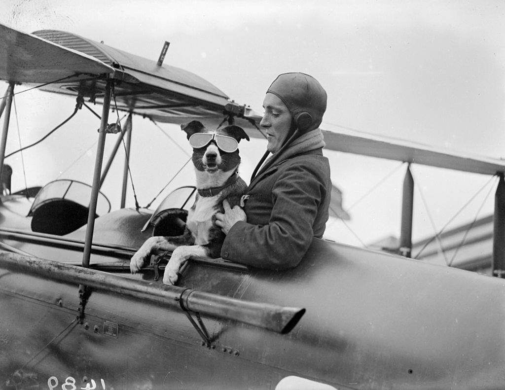 dog on airplane