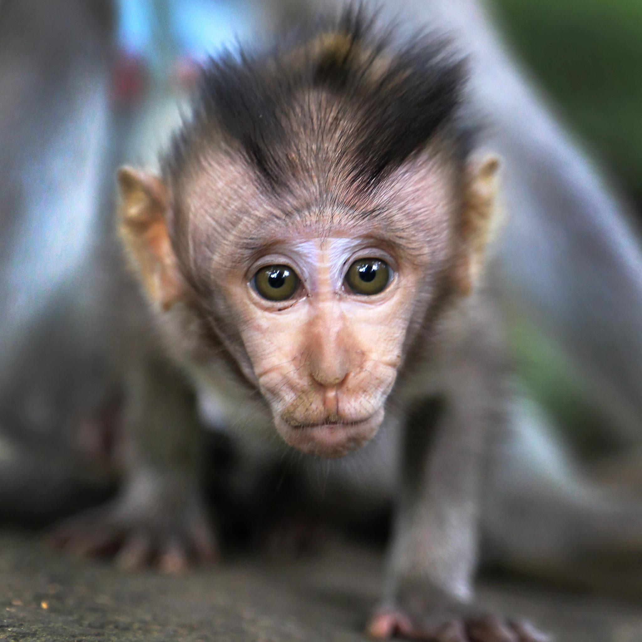 monkey