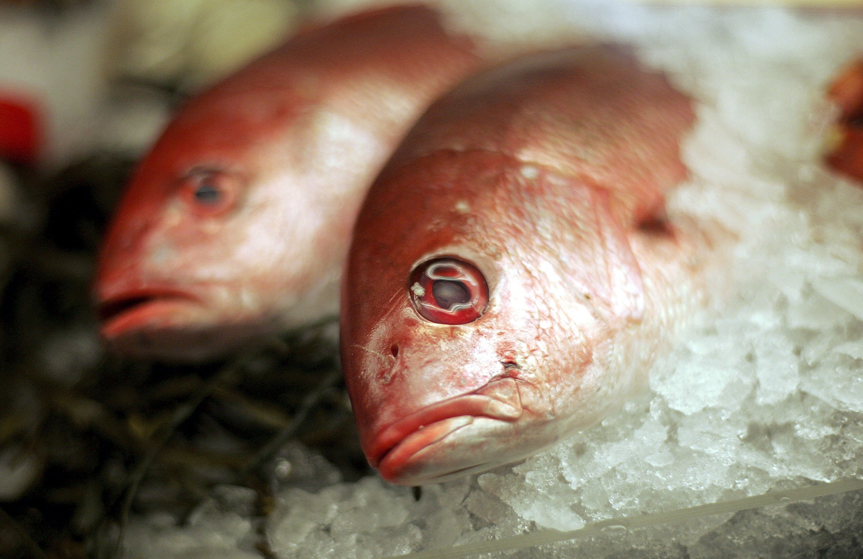 Fresh Red Snapper lies on ice