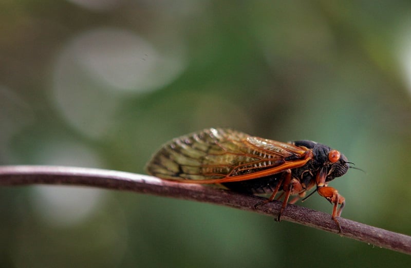 A cicada sits on a twig in a forest preserve