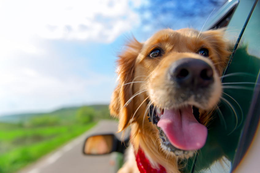 Golden retriever dog looking out of car window