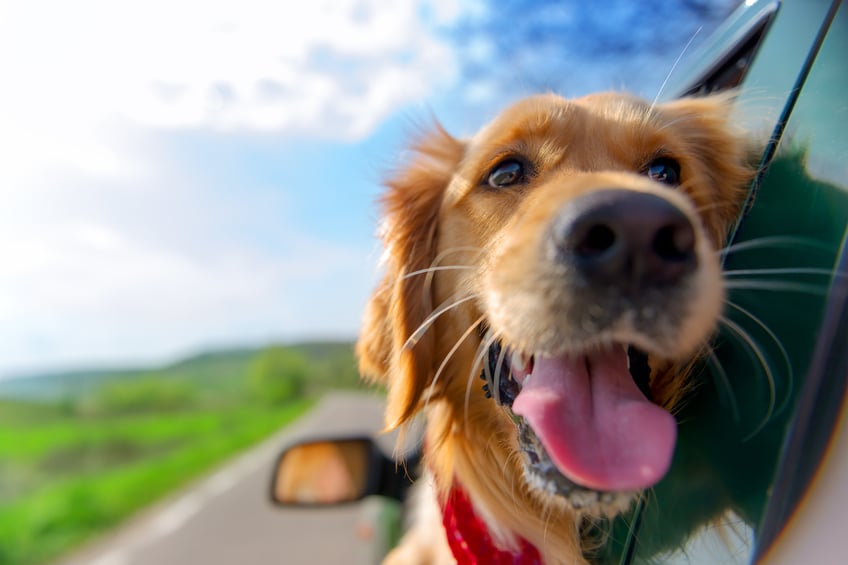 Golden retriever looking out of car window