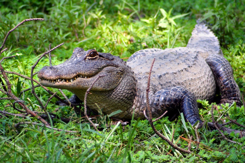American alligator in grass