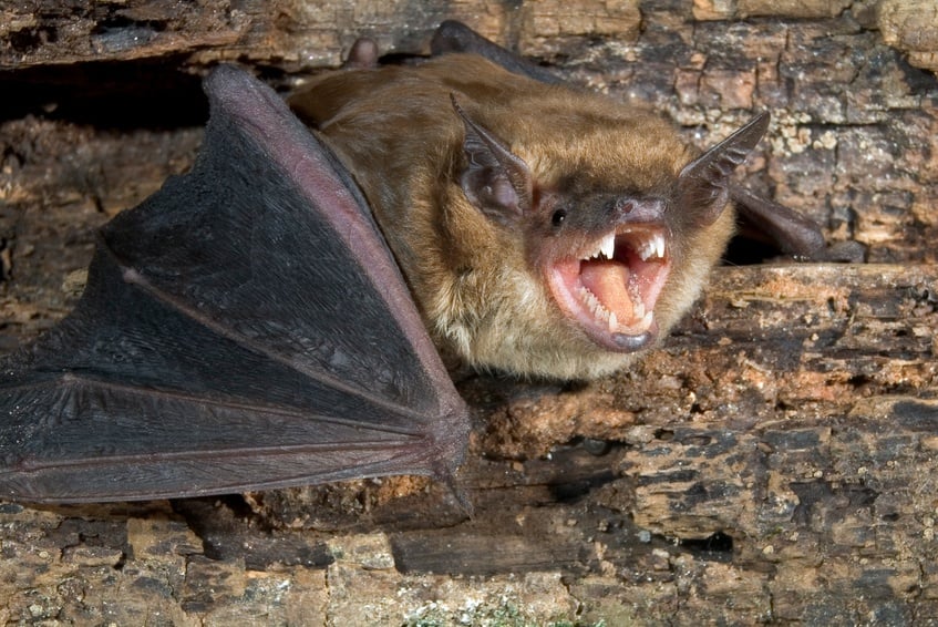 Big bat with opened mouth