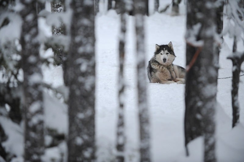 Alaskan malamute in snow