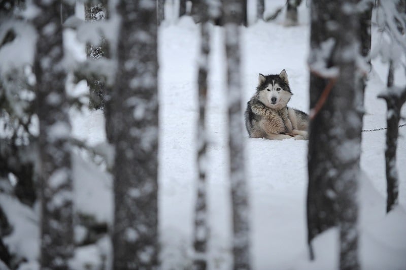 Alaskan malamute