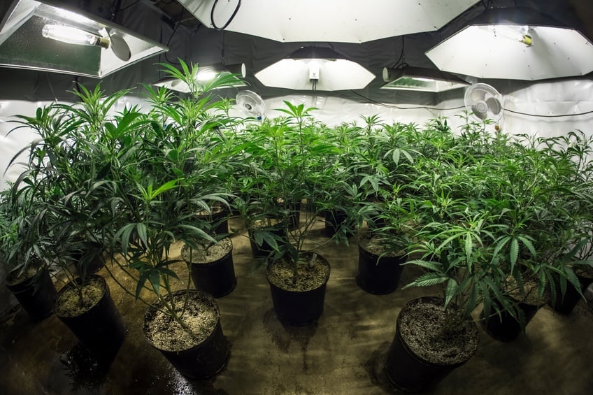 Indoor marijuana grow room