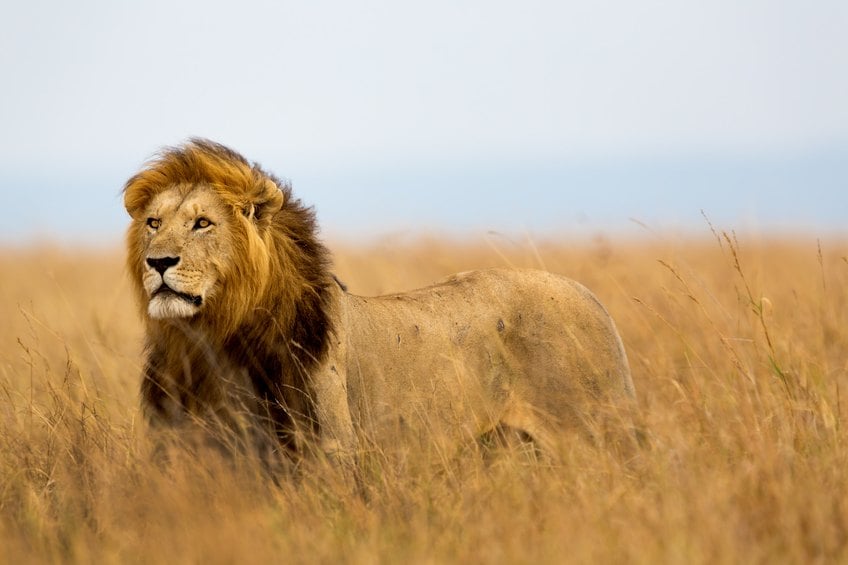 Lion in field