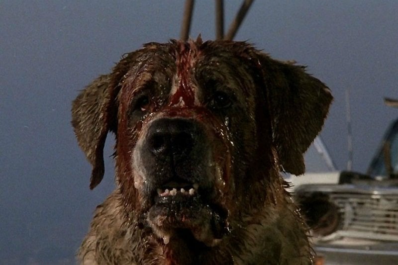 Cujo