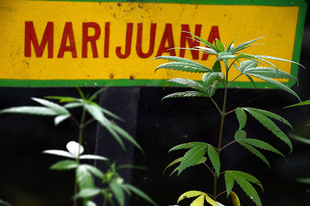 Marijuana plants grow on the grounds of the Bob Marley Museum in Kingston, Jamaica