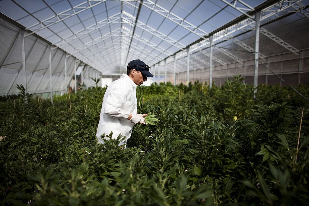 A worker at a cannabis greenhouse