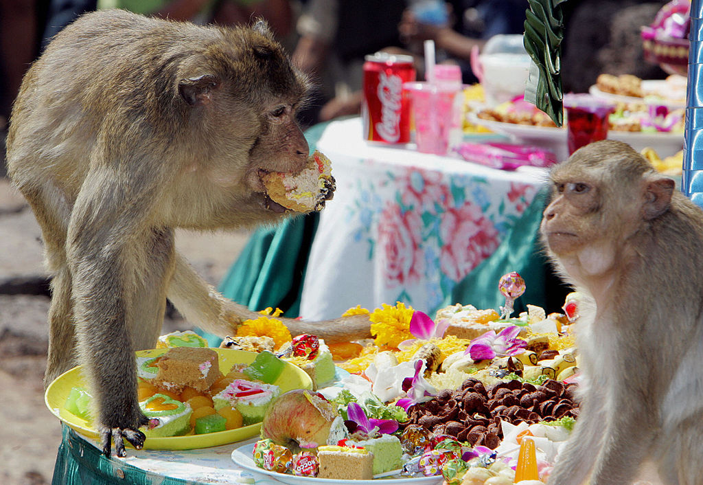 monkey buffet