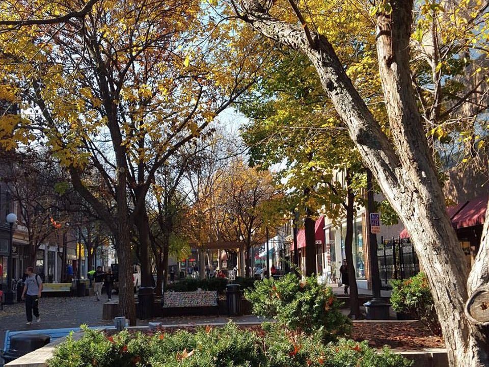 tree-lined street in Iowa City