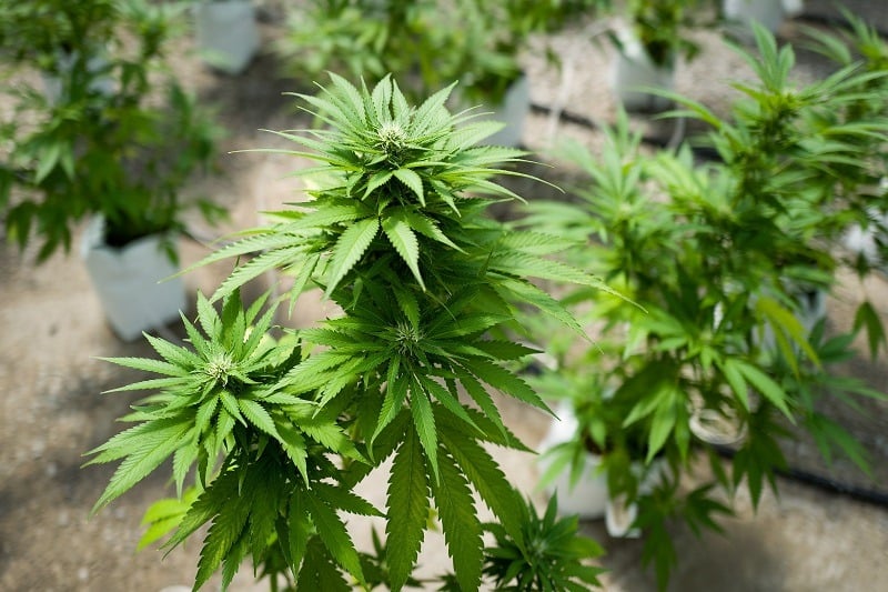 Marijuana plants grow in an indoor facility