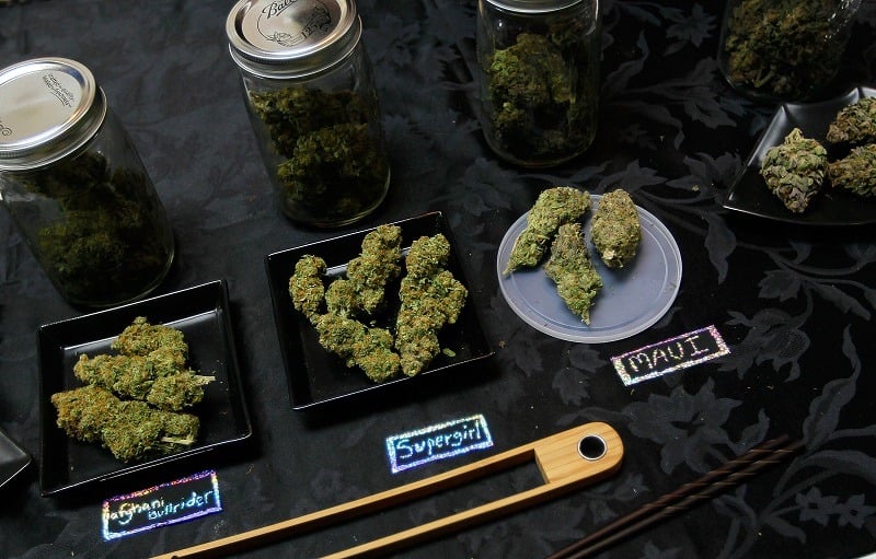 An array of marijuana samples are seen on a table