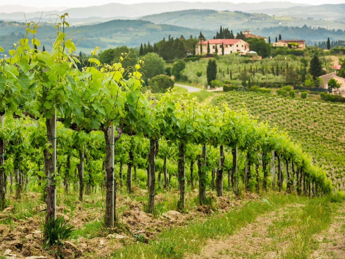 vineyard in Tuscany