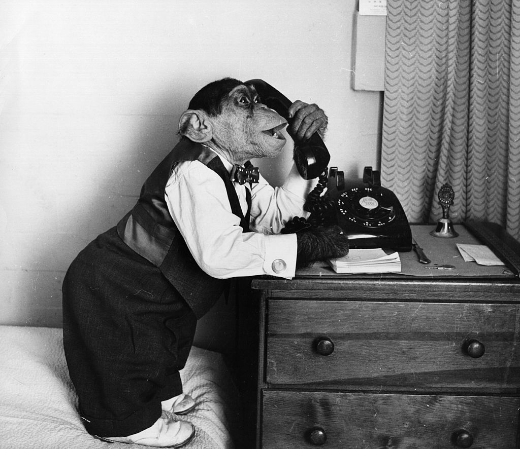 chimp on the phone