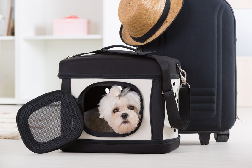 Small dog maltese sitting in his transporter