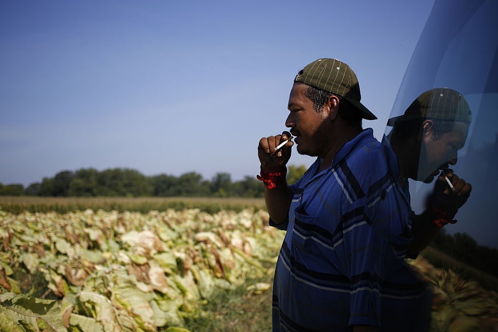 A worker smokes a cigarette after harvesting a field of tobacco in Kentucky