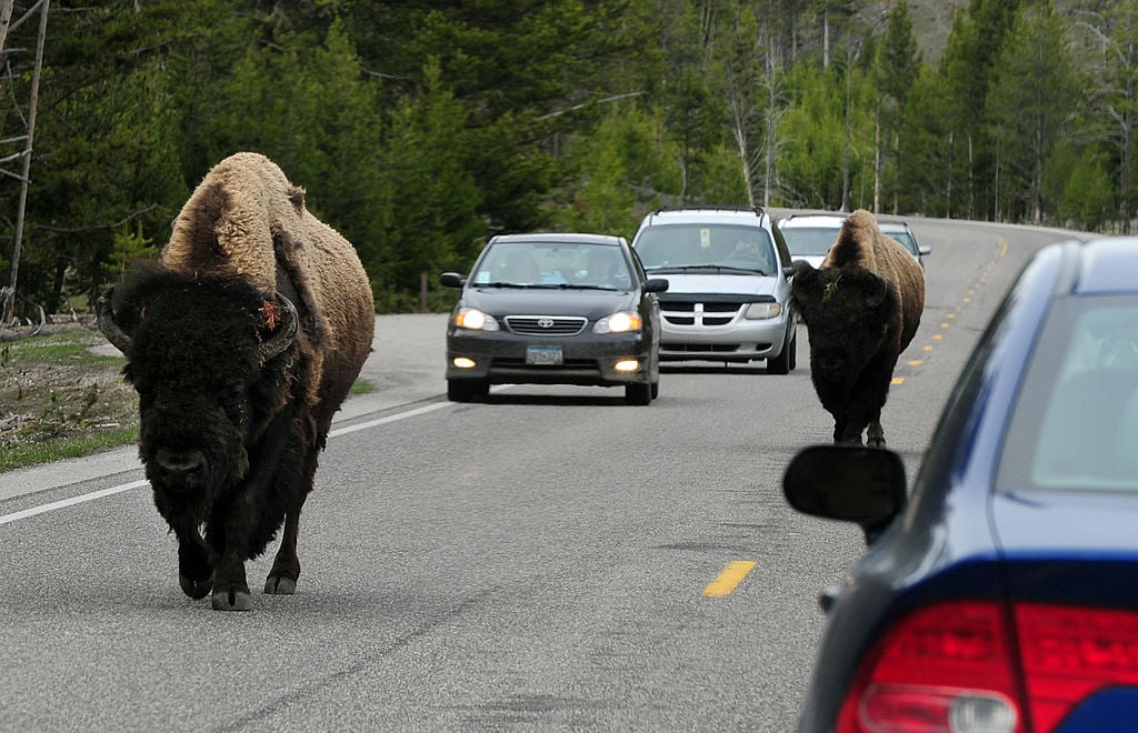 Buffalo on the road in Wyoming