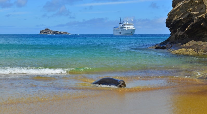A sea lion rests on the seashore on Española Island in the Galápagos Islands