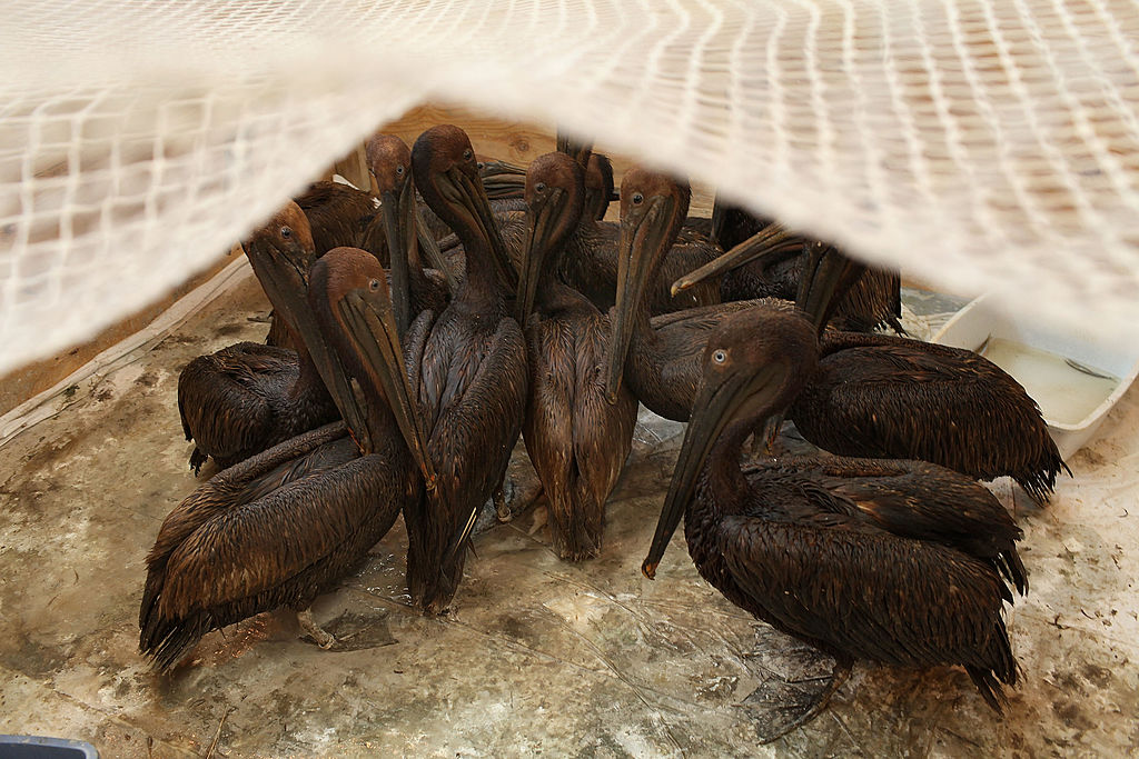 Pelicans with oil on them wait to be cleaned at the Fort Jackson Oiled Wildlife Rehabilitation Center