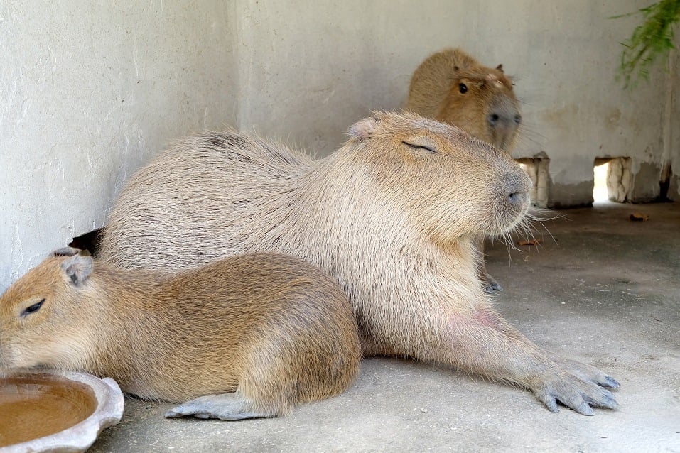 capybara family lying on the floor