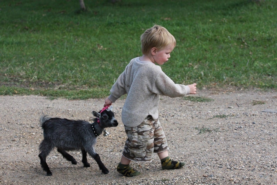 Boy pulling along young pygmy goat
