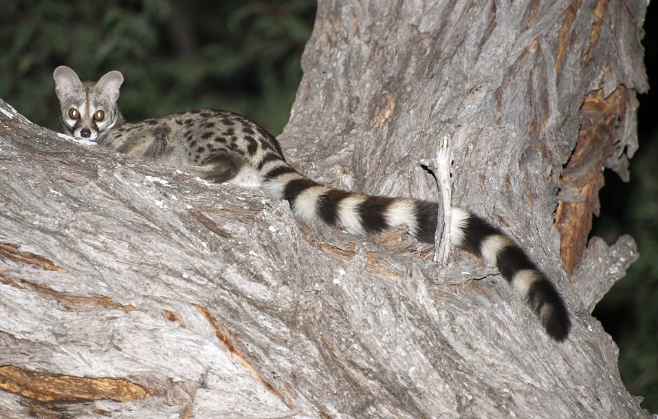 large spotted genet at night